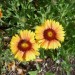 Blanket Flower